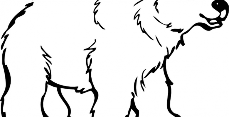 Ayi Boyama Sayfalari Sinif Ogretmenleri Icin Ucretsiz Ozgun