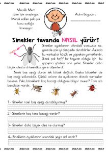 thumbnail of sinek düz