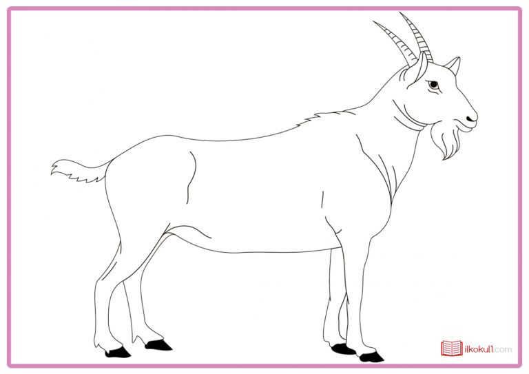 KEÇİ BOYAMA SAYFALARI